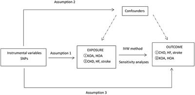 Osteoarthritis and cardiovascular disease: A Mendelian randomization study